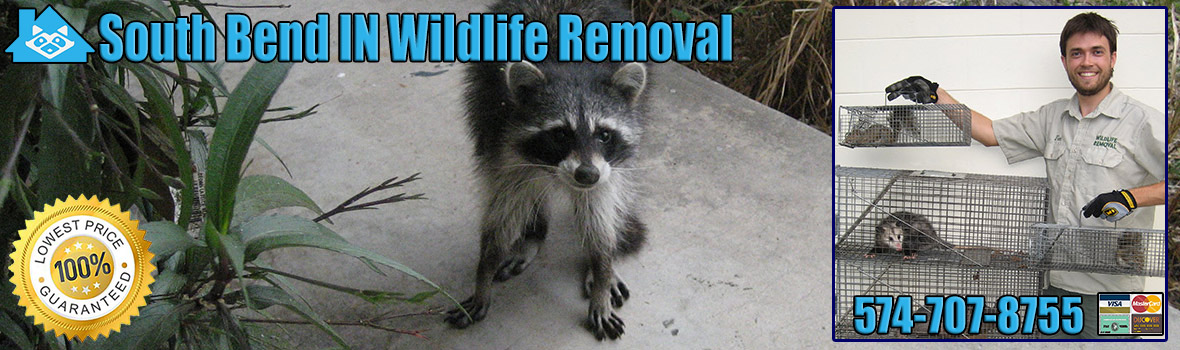 South Bend Wildlife and Animal Removal
